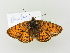  ( - BC ZSM Lep 77120)  @11 [ ] CreativeCommons - Attribution Non-Commercial Share-Alike (2015) Unspecified SNSB, Zoologische Staatssammlung Muenchen