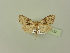  ( - BC ZSM Lep 77122)  @11 [ ] CreativeCommons - Attribution Non-Commercial Share-Alike (2015) Unspecified SNSB, Zoologische Staatssammlung Muenchen