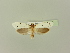  (Yponomeuta mahalebella - BC ZSM Lep 77143)  @11 [ ] CreativeCommons - Attribution Non-Commercial Share-Alike (2015) Unspecified SNSB, Zoologische Staatssammlung Muenchen