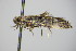  ( - BC ZSM Lep 78392)  @13 [ ] CreativeCommons - Attribution Non-Commercial Share-Alike (2015) Unspecified SNSB, Zoologische Staatssammlung Muenchen