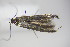 ( - BC ZSM Lep 78394)  @12 [ ] CreativeCommons - Attribution Non-Commercial Share-Alike (2015) Unspecified SNSB, Zoologische Staatssammlung Muenchen