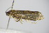  ( - BC ZSM Lep 78407)  @12 [ ] CreativeCommons - Attribution Non-Commercial Share-Alike (2015) Unspecified SNSB, Zoologische Staatssammlung Muenchen