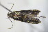  ( - BC ZSM Lep 78418)  @13 [ ] CreativeCommons - Attribution Non-Commercial Share-Alike (2015) Unspecified SNSB, Zoologische Staatssammlung Muenchen