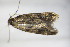  ( - BC ZSM Lep 78441)  @12 [ ] CreativeCommons - Attribution Non-Commercial Share-Alike (2015) Unspecified SNSB, Zoologische Staatssammlung Muenchen