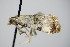  ( - BC ZSM Lep 78448)  @13 [ ] CreativeCommons - Attribution Non-Commercial Share-Alike (2015) Unspecified SNSB, Zoologische Staatssammlung Muenchen