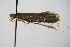  ( - BC ZSM Lep 78453)  @12 [ ] CreativeCommons - Attribution Non-Commercial Share-Alike (2015) Unspecified SNSB, Zoologische Staatssammlung Muenchen