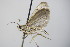  ( - BC ZSM Lep 78454)  @12 [ ] CreativeCommons - Attribution Non-Commercial Share-Alike (2015) Unspecified SNSB, Zoologische Staatssammlung Muenchen