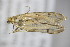  ( - BC ZSM Lep 78460)  @12 [ ] CreativeCommons - Attribution Non-Commercial Share-Alike (2015) Unspecified SNSB, Zoologische Staatssammlung Muenchen