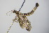  ( - BC ZSM Lep 78465)  @12 [ ] CreativeCommons - Attribution Non-Commercial Share-Alike (2015) Unspecified SNSB, Zoologische Staatssammlung Muenchen