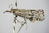  ( - BC ZSM Lep 78470)  @12 [ ] CreativeCommons - Attribution Non-Commercial Share-Alike (2015) Unspecified SNSB, Zoologische Staatssammlung Muenchen