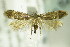  ( - BC ZSM Lep 82396)  @14 [ ] CreativeCommons - Attribution Non-Commercial Share-Alike (2015) Unspecified SNSB, Zoologische Staatssammlung Muenchen