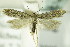  ( - BC ZSM Lep 82421)  @14 [ ] Unspecified (default): All Rights Reserved  Unspecified Unspecified