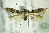  ( - BC ZSM Lep 82485)  @13 [ ] CreativeCommons - Attribution Non-Commercial Share-Alike (2015) Unspecified SNSB, Zoologische Staatssammlung Muenchen