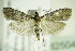  ( - BC ZSM Lep 82504)  @14 [ ] CreativeCommons - Attribution Non-Commercial Share-Alike (2015) Unspecified SNSB, Zoologische Staatssammlung Muenchen