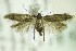  ( - BC ZSM Lep 82550)  @13 [ ] CreativeCommons - Attribution Non-Commercial Share-Alike (2015) Unspecified SNSB, Zoologische Staatssammlung Muenchen