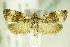  ( - BC ZSM Lep 82585)  @11 [ ] CreativeCommons - Attribution Non-Commercial Share-Alike (2015) Unspecified SNSB, Zoologische Staatssammlung Muenchen