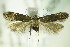  ( - BC ZSM Lep 82641)  @14 [ ] CreativeCommons - Attribution Non-Commercial Share-Alike (2015) Unspecified SNSB, Zoologische Staatssammlung Muenchen