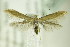  ( - BC ZSM Lep 82650)  @13 [ ] CreativeCommons - Attribution Non-Commercial Share-Alike (2015) Unspecified SNSB, Zoologische Staatssammlung Muenchen