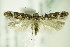  ( - BC ZSM Lep 82943)  @12 [ ] CreativeCommons - Attribution Non-Commercial Share-Alike (2015) Unspecified SNSB, Zoologische Staatssammlung Muenchen