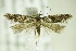  ( - BC ZSM Lep 82949)  @14 [ ] CreativeCommons - Attribution Non-Commercial Share-Alike (2015) Unspecified SNSB, Zoologische Staatssammlung Muenchen