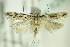  (Neotelphusa sequax - BC ZSM Lep 82970)  @14 [ ] CreativeCommons - Attribution Non-Commercial Share-Alike (2015) Unspecified SNSB, Zoologische Staatssammlung Muenchen