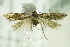  ( - BC ZSM Lep 82989)  @13 [ ] CreativeCommons - Attribution Non-Commercial Share-Alike (2015) Unspecified SNSB, Zoologische Staatssammlung Muenchen