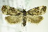  ( - BC ZSM Lep 82997)  @12 [ ] CreativeCommons - Attribution Non-Commercial Share-Alike (2015) Unspecified SNSB, Zoologische Staatssammlung Muenchen