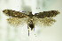  ( - BC ZSM Lep 83039)  @13 [ ] CreativeCommons - Attribution Non-Commercial Share-Alike (2015) Unspecified SNSB, Zoologische Staatssammlung Muenchen