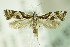  ( - BC ZSM Lep 83105)  @13 [ ] CreativeCommons - Attribution Non-Commercial Share-Alike (2015) Unspecified SNSB, Zoologische Staatssammlung Muenchen