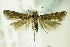  ( - BC ZSM Lep 83106)  @14 [ ] CreativeCommons - Attribution Non-Commercial Share-Alike (2015) Unspecified SNSB, Zoologische Staatssammlung Muenchen