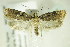  ( - BC ZSM Lep 83115)  @13 [ ] CreativeCommons - Attribution Non-Commercial Share-Alike (2015) Unspecified SNSB, Zoologische Staatssammlung Muenchen