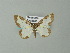  ( - BC ZSM Lep 65927)  @13 [ ] CreativeCommons - Attribution Non-Commercial Share-Alike (2013) Axel Hausmann/Bavarian State Collection of Zoology (ZSM) SNSB, Zoologische Staatssammlung Muenchen