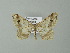  ( - BC ZSM Lep 65930)  @14 [ ] CreativeCommons - Attribution Non-Commercial Share-Alike (2013) Axel Hausmann/Bavarian State Collection of Zoology (ZSM) SNSB, Zoologische Staatssammlung Muenchen