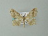  ( - BC ZSM Lep 65931)  @14 [ ] CreativeCommons - Attribution Non-Commercial Share-Alike (2013) Axel Hausmann/Bavarian State Collection of Zoology (ZSM) SNSB, Zoologische Staatssammlung Muenchen