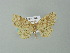  ( - BC ZSM Lep 65939)  @11 [ ] CreativeCommons - Attribution Non-Commercial Share-Alike (2013) Axel Hausmann/Bavarian State Collection of Zoology (ZSM) SNSB, Zoologische Staatssammlung Muenchen