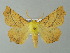  ( - BC ZSM Lep 65945)  @14 [ ] CreativeCommons - Attribution Non-Commercial Share-Alike (2013) Axel Hausmann/Bavarian State Collection of Zoology (ZSM) SNSB, Zoologische Staatssammlung Muenchen
