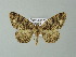  ( - BC ZSM Lep 65964)  @14 [ ] CreativeCommons - Attribution Non-Commercial Share-Alike (2013) Axel Hausmann/Bavarian State Collection of Zoology (ZSM) SNSB, Zoologische Staatssammlung Muenchen