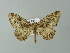  ( - BC ZSM Lep 65965)  @13 [ ] CreativeCommons - Attribution Non-Commercial Share-Alike (2013) Axel Hausmann/Bavarian State Collection of Zoology (ZSM) SNSB, Zoologische Staatssammlung Muenchen