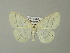  ( - BC ZSM Lep 65967)  @13 [ ] CreativeCommons - Attribution Non-Commercial Share-Alike (2013) Axel Hausmann/Bavarian State Collection of Zoology (ZSM) SNSB, Zoologische Staatssammlung Muenchen