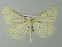  ( - BC ZSM Lep 65976)  @14 [ ] CreativeCommons - Attribution Non-Commercial Share-Alike (2013) Axel Hausmann/Bavarian State Collection of Zoology (ZSM) SNSB, Zoologische Staatssammlung Muenchen