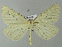  ( - BC ZSM Lep 65977)  @14 [ ] CreativeCommons - Attribution Non-Commercial Share-Alike (2013) Axel Hausmann/Bavarian State Collection of Zoology (ZSM) SNSB, Zoologische Staatssammlung Muenchen