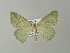  ( - BC ZSM Lep 65978)  @13 [ ] CreativeCommons - Attribution Non-Commercial Share-Alike (2013) Axel Hausmann/Bavarian State Collection of Zoology (ZSM) SNSB, Zoologische Staatssammlung Muenchen
