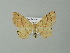  ( - BC ZSM Lep 66848)  @13 [ ] CreativeCommons - Attribution Non-Commercial Share-Alike (2013) Axel Hausmann/Bavarian State Collection of Zoology (ZSM) SNSB, Zoologische Staatssammlung Muenchen