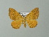  ( - BC ZSM Lep 66870)  @13 [ ] CreativeCommons - Attribution Non-Commercial Share-Alike (2013) Axel Hausmann/Bavarian State Collection of Zoology (ZSM) SNSB, Zoologische Staatssammlung Muenchen