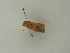 ( - BC ZSM Lep 75161)  @12 [ ] CreativeCommons - Attribution Non-Commercial Share-Alike (2013) Axel Hausmann/Bavarian State Collection of Zoology (ZSM) SNSB, Zoologische Staatssammlung Muenchen