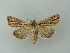  ( - BC ZSM Lep 75232)  @13 [ ] CreativeCommons - Attribution Non-Commercial Share-Alike (2013) Axel Hausmann/Bavarian State Collection of Zoology (ZSM) SNSB, Zoologische Staatssammlung Muenchen