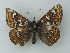  ( - BC ZSM Lep 75235)  @14 [ ] CreativeCommons - Attribution Non-Commercial Share-Alike (2013) Axel Hausmann/Bavarian State Collection of Zoology (ZSM) SNSB, Zoologische Staatssammlung Muenchen