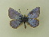  ( - BC ZSM Lep 75239)  @13 [ ] CreativeCommons - Attribution Non-Commercial Share-Alike (2013) Axel Hausmann/Bavarian State Collection of Zoology (ZSM) SNSB, Zoologische Staatssammlung Muenchen