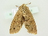  ( - BC ZSM Lep 76538)  @13 [ ] CreativeCommons - Attribution Non-Commercial Share-Alike (2013) Axel Hausmann/Bavarian State Collection of Zoology (ZSM) SNSB, Zoologische Staatssammlung Muenchen