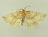  ( - BC ZSM Lep 76548)  @13 [ ] CreativeCommons - Attribution Non-Commercial Share-Alike (2013) Axel Hausmann/Bavarian State Collection of Zoology (ZSM) SNSB, Zoologische Staatssammlung Muenchen